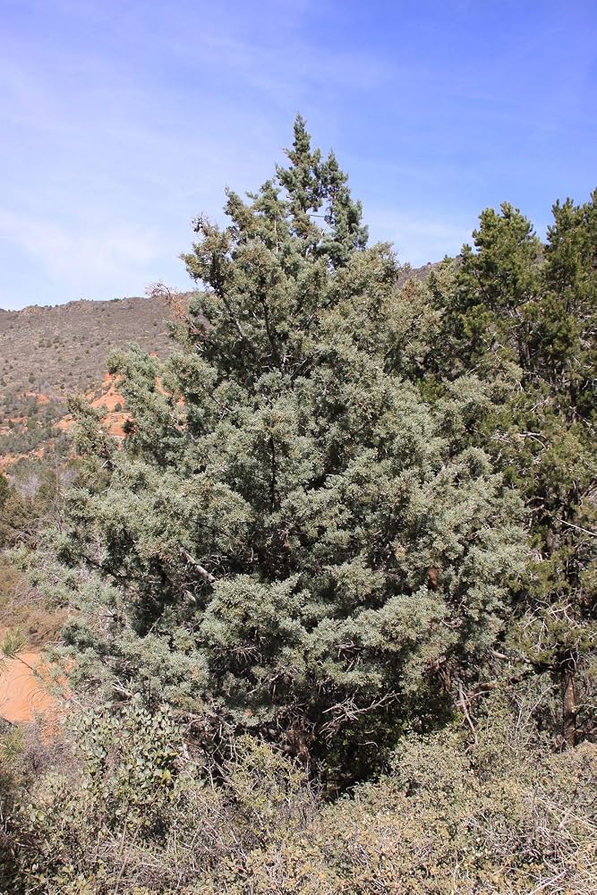 Amazon.co.jp: アリゾナイトスギ＜糸杉＞ 種子50粒 Arizona cypress 50